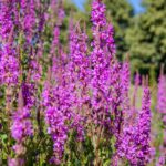 Insektengärten – Blühende Vielfalt für ein gesundes Ökosystem
